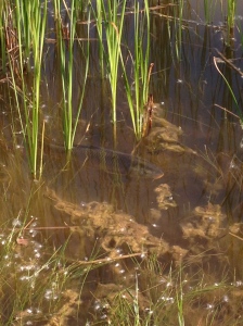 The rare and elusive brown pond koi...